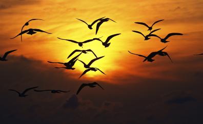 Birds, yellow sky, sunset, silhouette