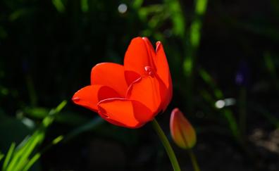 Red tulip, beautiful, flower