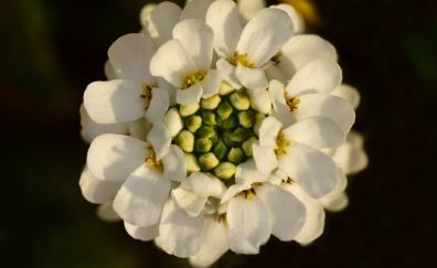 Close up, bloom, white flower, bud