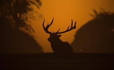 Deer, sunset, outdoor, silhouette