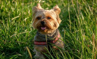Cute, puppy, dog, grass, outdoor
