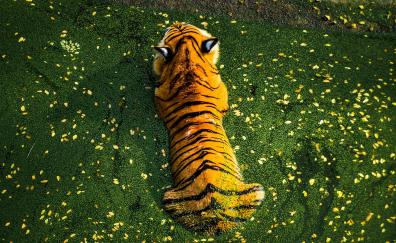Top view of beast, the tiger