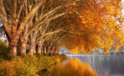 Lake, bay of lake, autumn, tree