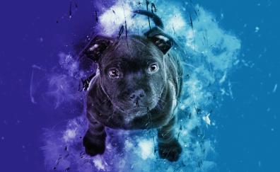 Black puppy, dog, cute, digital art
