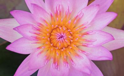 Close up, pink water lily, bloom