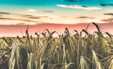 Wheat farm, harvest, sunset, skyline