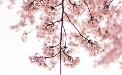 Blossom, pink flowers, tree branch