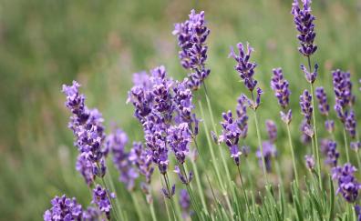 Lavender, plants, violet flowers