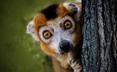 Ring-tailed lemur, animal, wildlife, curious
