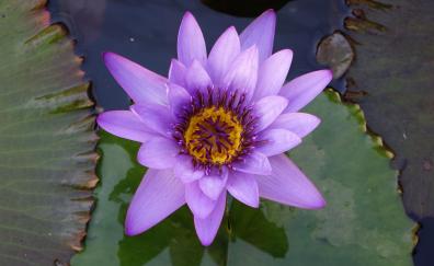 Water lily, blue flower, water, close up