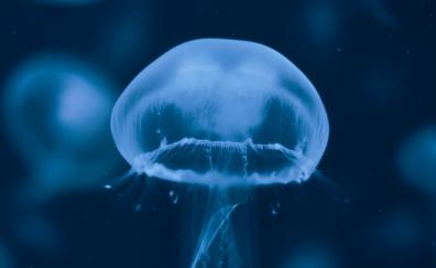 Blue jellyfish, aquarium