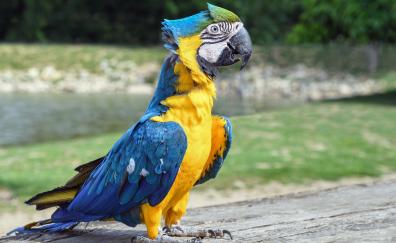 Confident, bird, colorful macaw