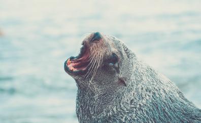 Sea lion, roar, aquatic life, muzzle