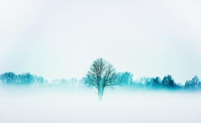 Winter, nature, trees, fog, minimal