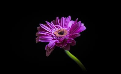 Purple, daisy, flower, portrait
