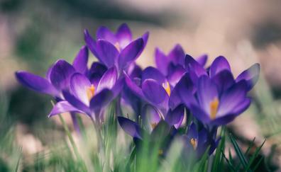 Violet crocus, flowers, close up, bloom