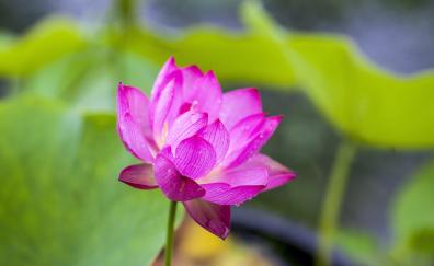 Louts, pink, flower, pond, blur