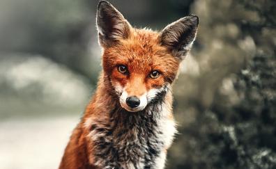 Wild animal, fox, red