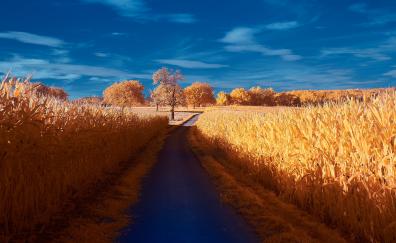 Road through wheat farm, autumn, nature