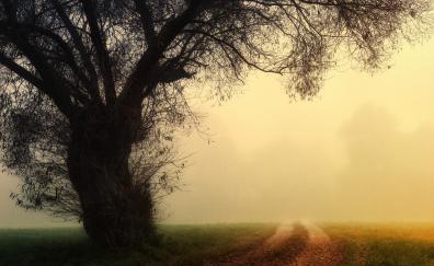 Dirt road, misty day, tree, nature