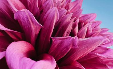 Pink flower, Gerbera, close up