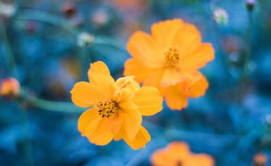 Orange cosmos, blur, flowers
