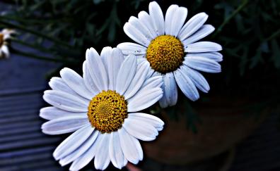 Daisies flowers, garden, white