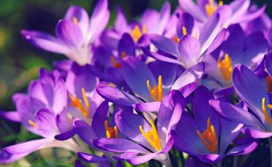 Crocus, bright and violet, flower