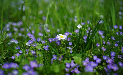 Meadow, daisy, wild flowers, spring