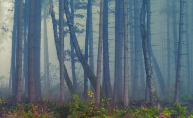 Forest, mist, trees, nature