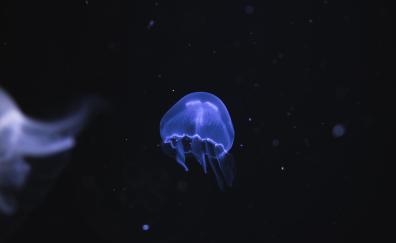 Blue jellyfish, underwater, dark, fish