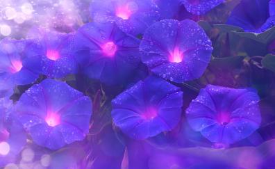 Purple flowers, bright, glow, art