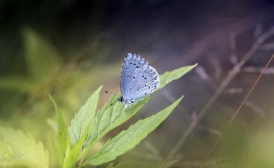 Butterfly, insect, blue
