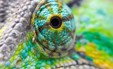 Chameleon's eye, close up