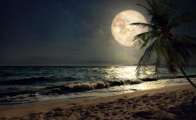 Beach, sand, night's moon, palm tree, nature