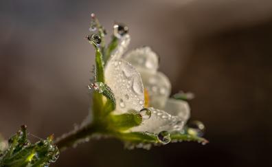 Strawberry flower, drops, close up