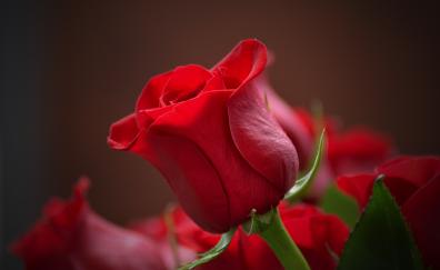 Bud, rose, red flower, close up