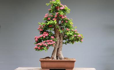 Bonsai, tree, flora