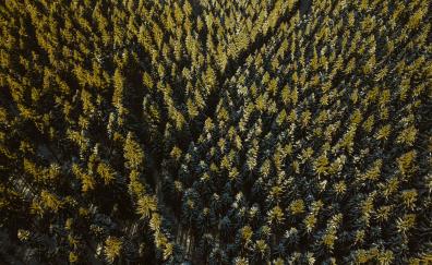 Forest, green, aerial view, dense