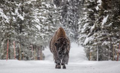 Wild ad furry animal, Bison, winter