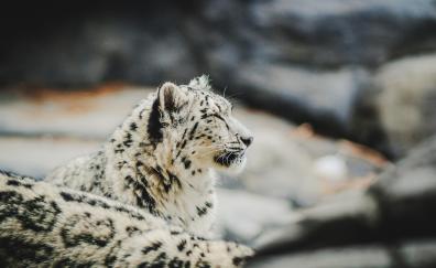 Zoo, relaxed, Snow Leopard, predator