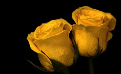 Close up, yellow roses, flower
