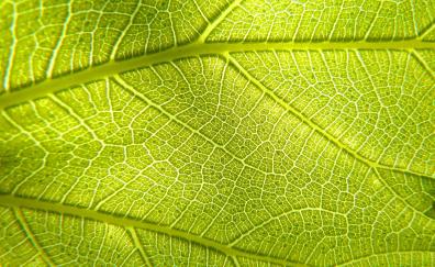 Veins, macro, leaf