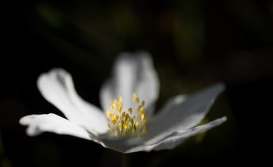 White, cosmos, pollen, flower, blur