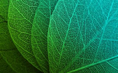Green leaves, macro, veins