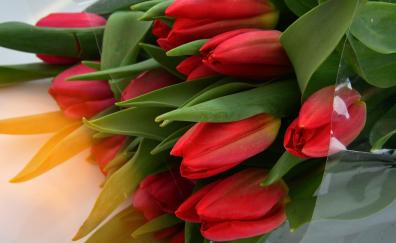 Red tulip, flowers, fresh