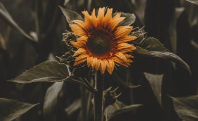 Beautiful, bloom, sunflower, yellow
