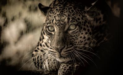 Predator, calm and relaxed, wildlife, African animal, Leopard