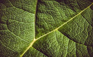 Close up, veins, green, leaf