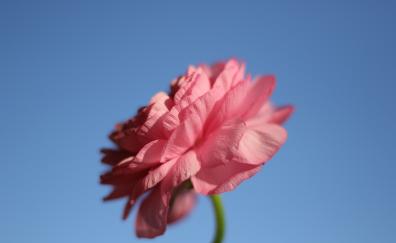 Pink rose, portrait